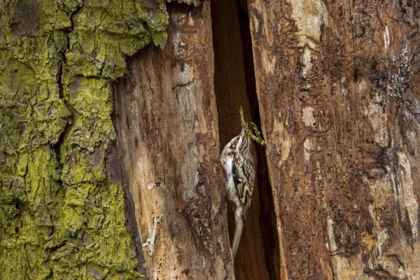 The woodcreeper (Certhia familiaris) skilfully juggles a small spruce branch for nest building, breeding site, Denmark