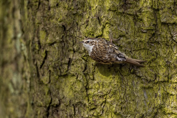 Woodcreepers (Certhia familiaris) are well camouflaged by their plumage and are rarely so easily recognised on the bark of trees, Denmark