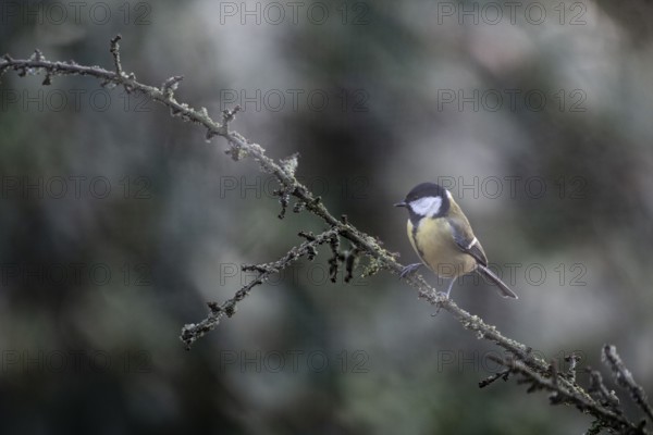 Great Tit (Parus major), Emsland, Lower Saxony, Germany
