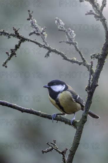 Great Tit (Parus major), Emsland, Lower Saxony, Germany