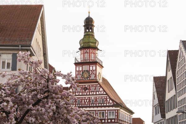 Kirchheim unter Teck, Baden-WÃ¼rttemberg, MarktstraÃŸe with historic half-timbered town hall at sunrise in spring and cherry blossom