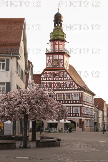 Kirchheim unter Teck, Baden-WÃ¼rttemberg, MarktstraÃŸe with historic half-timbered town hall at sunrise in spring and cherry blossom
