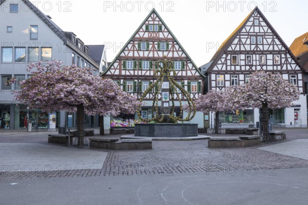 Blooming cherry trees in Kirchheim unter Teck with the Easter fountain in spring