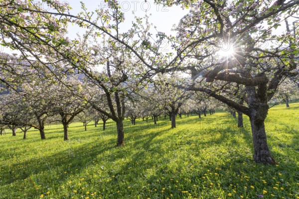 Apple blossoms on the orchard near Neidlingen, Swabian Jura, Baden-WÃ¼rttemberg, Germany