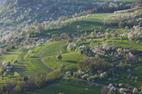 Blooming orchards on the Albtrauf near Neidlingen at sunset
