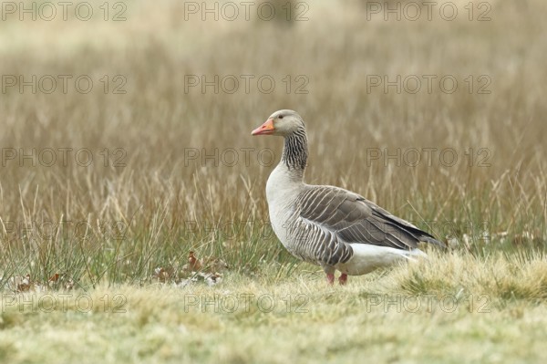 Grey goose (Anser anser) on a moor, DÃ¼mmer, Lake DÃ¼mmer, Ochsenmoor, HÃ¼de, Lower Saxony, Germany