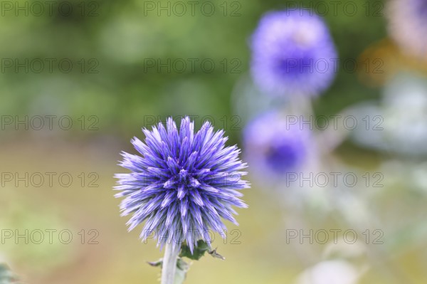 Blue globe thistle (Echinops ritro), flower, ornamental plant in a garden, Wilnsdorf, North Rhine-Westphalia, Germany