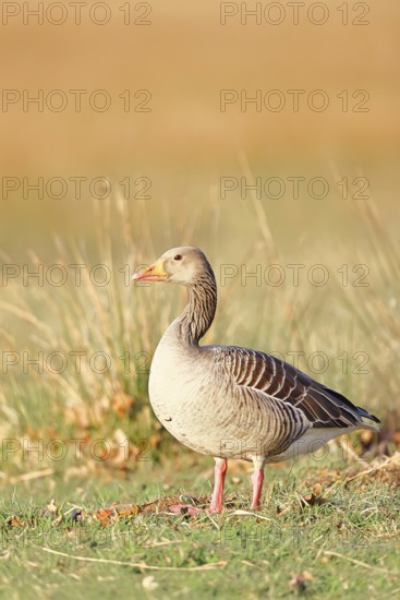Grey goose (Anser anser) on a dyke in the evening at sunset, golden hour, DÃ¼mmer, Lake DÃ¼mmer, Ochsenmoor, HÃ¼de, Lower Saxony, Germany