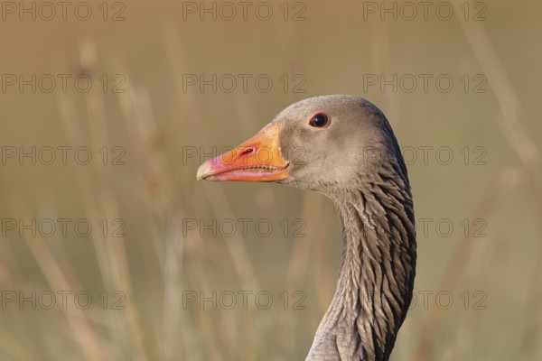 Grey goose (Anser anser) on a dyke in the evening at sunset, golden hour, animal portrait, DÃ¼mmer, Lake DÃ¼mmer, Ochsenmoor, HÃ¼de, Lower Saxony, Germany
