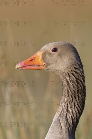 Grey goose (Anser anser) on a dyke in the evening at sunset, golden hour, animal portrait, DÃ¼mmer, Lake DÃ¼mmer, Ochsenmoor, HÃ¼de, Lower Saxony, Germany