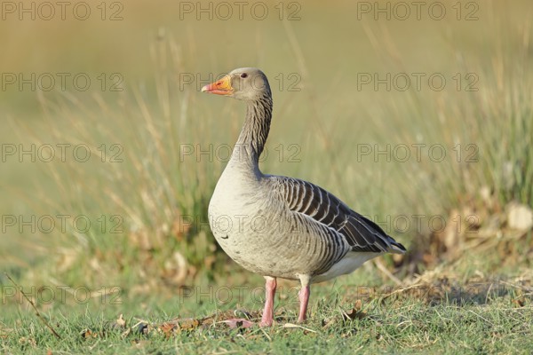 Grey goose (Anser anser) on a dyke in the evening at sunset, golden hour, DÃ¼mmer, Lake DÃ¼mmer, Ochsenmoor, HÃ¼de, Lower Saxony, Germany