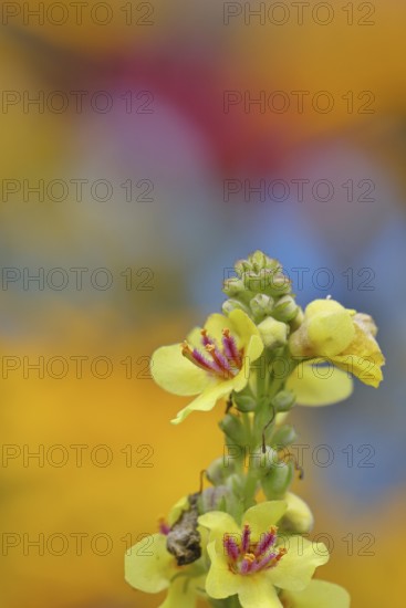 Dark mullein (Verbascum nigrum), flowers, inflorescence, in a natural garden, close-up, Wilnsdorf, North Rhine-Westphalia, Germany