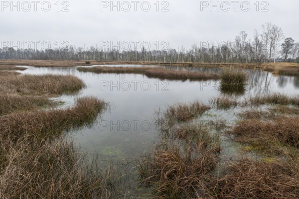 Autumn moor landscape, Emsland, Lower Saxony, Germany