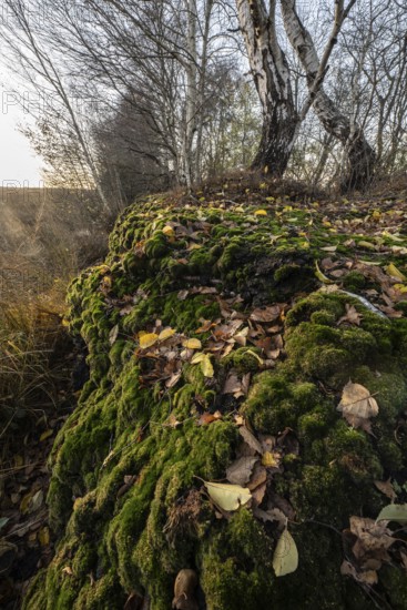 Autumn moor landscape, Emsland, Lower Saxony, Germany