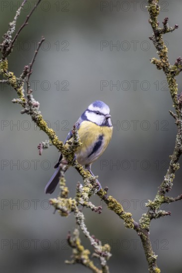 Blue tit (Parus caerulea), Emsland, Lower Saxony, Germany