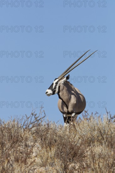 Gemsbok (Oryx gazella), adult female, standing on a rocky ridge among dry bushes, looking around, alert, blue sky, Kgalagadi Transfrontier Park, Northern Cape, South Africa