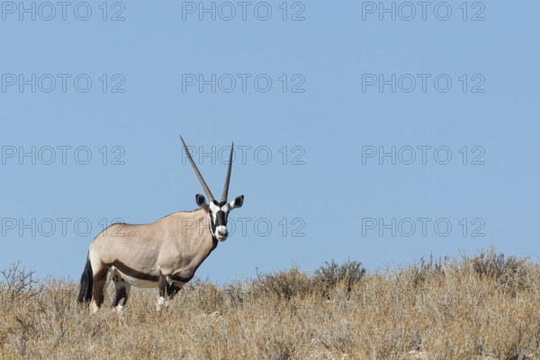 Gemsbok (Oryx gazella), adult female, standing on a rocky ridge among dry bushes, looking at camera, alert, blue sky, Kgalagadi Transfrontier Park, Northern Cape, South Africa