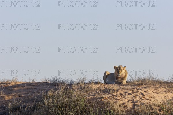 African lion (Panthera leo), adult male lying on a sand dune, in the sun, looking at camera, alert, Kgalagadi Transfrontier Park, Northern Cape, South Africa