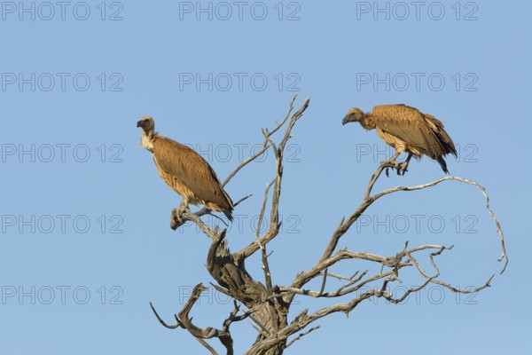 White-backed vultures (Gyps africanus), two adults, sitting on a tree branch, on the lookout, blue sky, Kgalagadi Transfrontier Park, Northern Cape, South Africa
