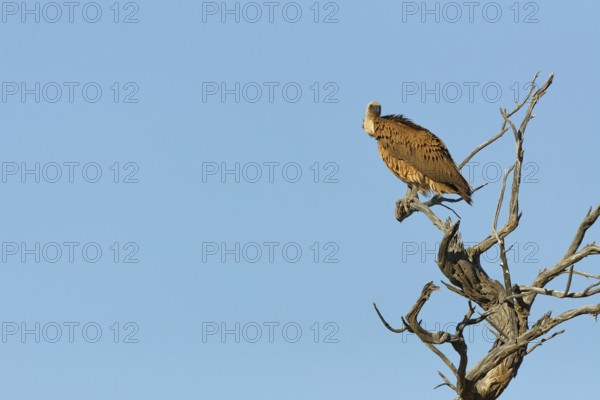 White-backed vulture (Gyps africanus), adult, sitting on a tree branch, on the lookout, blue sky, Kgalagadi Transfrontier Park, Northern Cape, South Africa