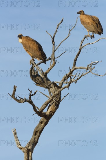 White-backed vultures (Gyps africanus), two adults, sitting on a tree branch, on the lookout, blue sky, Kgalagadi Transfrontier Park, Northern Cape, South Africa