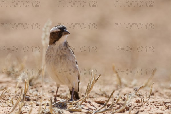 Sociable weaver (Philetairus socius), adult, sitting on the dry ground, foraging, Kgalagadi Transfrontier Park, Northern Cape, South Africa