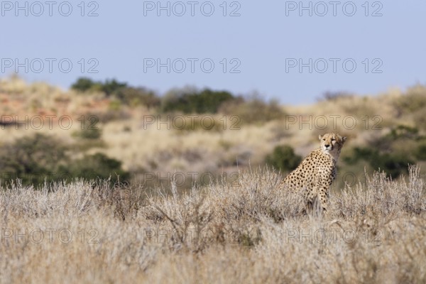 Cheetah (Acinonyx jubatus), adult, sitting on a rocky hill among dry bushes, looking around, alert, Kgalagadi Transfrontier Park, Northern Cape, South Africa
