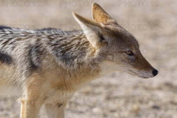 Black-backed jackal (Lupulella mesomelas), adult, standing in dry savanna, alert, head profile, close-up, Kgalagadi Transfrontier Park, Northern Cape, South Africa