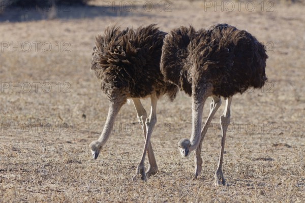 South African ostriches (Struthio camelus australis), two adult females, walking in the grass of the dry Auob riverbed, searching for food, Kgalagadi Transfrontier Park, Northern Cape, South Africa
