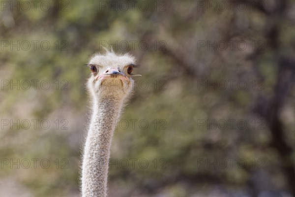 South African ostrich (Struthio camelus australis), adult, looking at camera, alert, head close-up, animal portrait, Kgalagadi Transfrontier Park, Northern Cape, South Africa