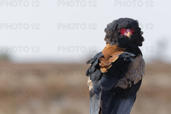 Bateleur eagle (Terathopius ecaudatus), adult sitting on branch, looking at camera, alert, animal portrait, Kgalagadi Transfrontier Park, Northern Cape, South Africa