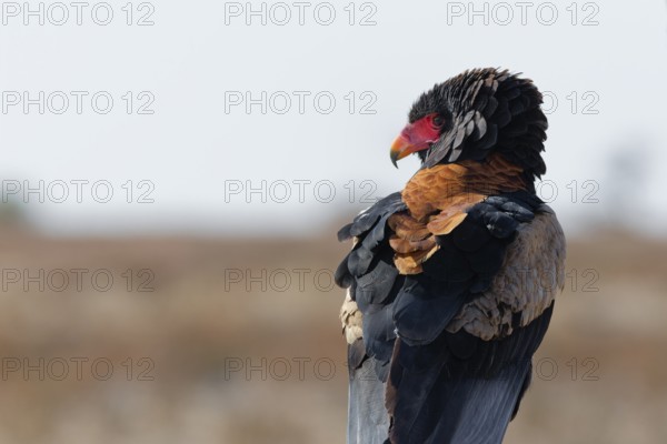 Bateleur eagle (Terathopius ecaudatus), adult sitting on branch, looking around, alert, Kgalagadi Transfrontier Park, Northern Cape, South Africa