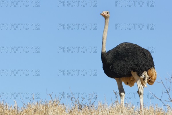 South African ostrich (Struthio camelus australis), adult male, standing on a hill among dry bushes, looking around, alert, blue sky, Kgalagadi Transfrontier Park, Northern Cape, South Africa