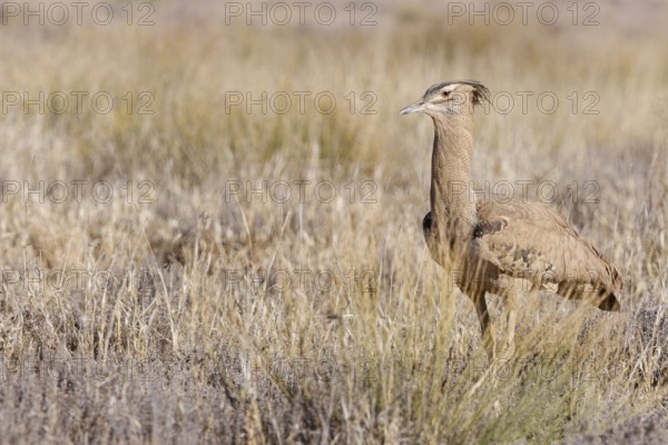 Kori bustard (Ardeotis kori), adult, walking in tall dry grass, foraging, Kgalagadi Transfrontier Park, Northern Cape, South Africa