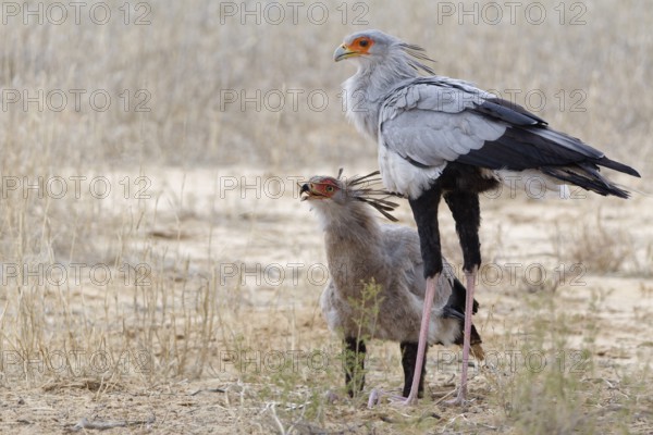 Secretary birds (Sagittarius serpentarius), adult and juvenile, young bird feeding on a snake, Kgalagadi Transfrontier Park, Northern Cape, South Africa