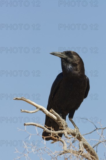 Cape crow (Corvus capensis), adult, sitting on a tree branch, on the lookout, blue sky, Kgalagadi Transfrontier Park, Northern Cape, South Africa