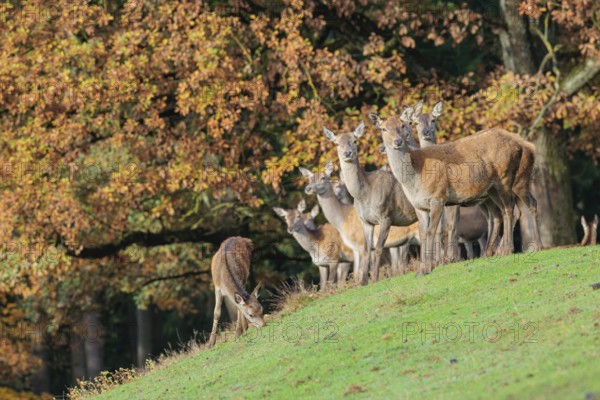 A large herd of red deer (Cervus elaphus) rests in hilly terrain on a meadow at the edge of the autumn-colored forest. Bavaria, Germany