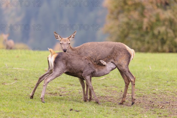 A red deer cow (Cervus elaphus) stands on a meadow and suckles her fawn. A forest in autumnal colors can be seen in the background. Bavaria, Germany