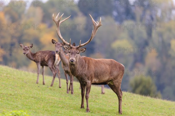 Two red deer cows and a stag (Cervus elaphus) stand in a meadow. In the background, a forest can be seen in autumnal colors. Bavaria, Germany