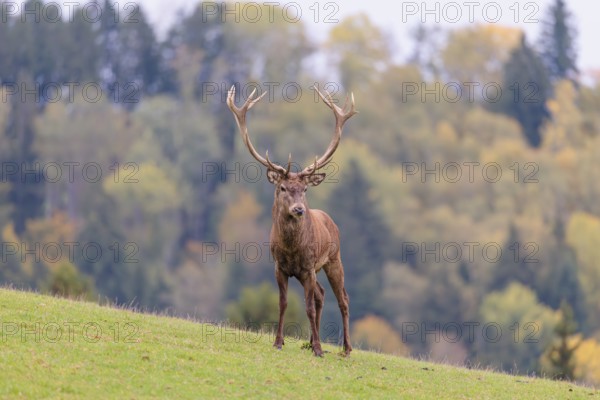 A Red Deer stag (Cervus elaphus) stand on a green meadow in hilly terrain. In the background, a forest can be seen in autumnal colors. Bavaria, Germany