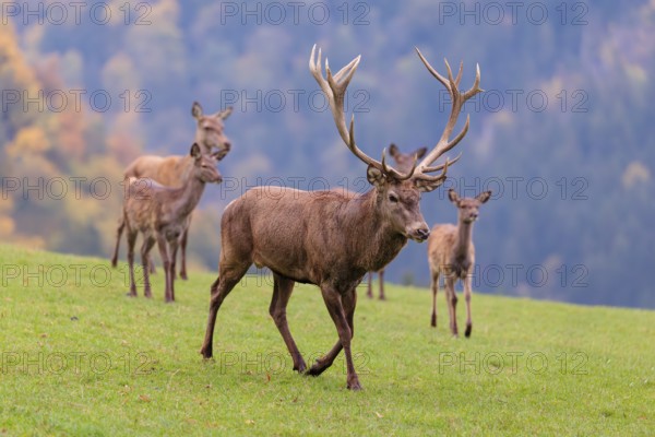 A Red Deer stag, cows and calves (Cervus elaphus) run across a green meadow in hilly terrain. In the background, a forest can be seen in autumnal colors. Bavaria, Germany