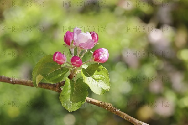 Apple blossoms (Malus), red still closed blossoms, bokeh in the background, close-up, Wilnsdorf, North Rhine. Westphalia, Germany