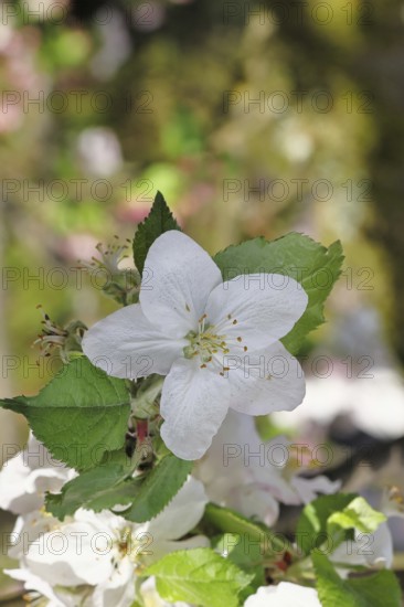 Apple blossoms (Malus), white blossoms with bokeh in the background, close-up, spring, Wilnsdorf, North Rhine. Westphalia, Germany