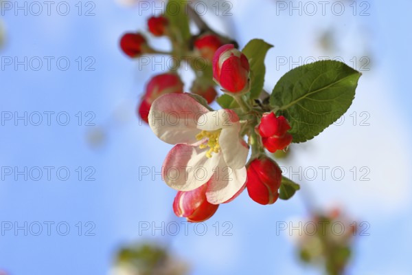 Apple blossoms (Malus), white blossoms with blue sky in the background, close-up, spring, Wilnsdorf, North Rhine. Westphalia, Germany