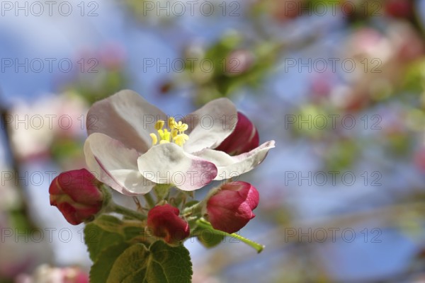 Apple blossoms (Malus), white blossoms with blue sky and bokeh in the background, close-up, spring, Wilnsdorf, North Rhine. Westphalia, Germany