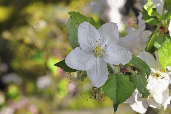 Apple blossoms (Malus), white blossoms with bokeh in the background, close-up, spring, Wilnsdorf, North Rhine. Westphalia, Germany