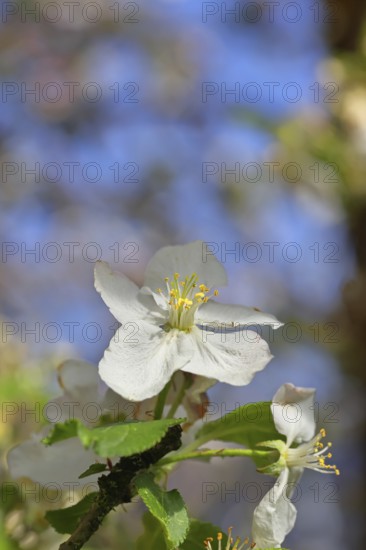 Apple blossoms (Malus), white blossoms with blue sky and bokeh in the background, close-up, spring, Wilnsdorf, North Rhine. Westphalia, Germany