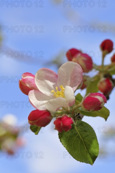 Apple blossoms (Malus), white blossoms with blue sky in the background, close-up, spring, Wilnsdorf, North Rhine. Westphalia, Germany