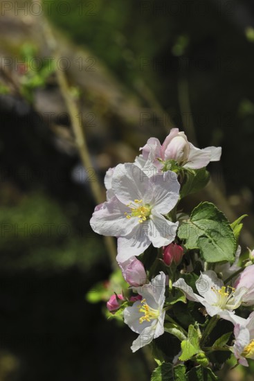 Apple blossoms (Malus), white blossoms with dark background, close-up, spring, Wilnsdorf, Nordrhein. Westphalia, Germany