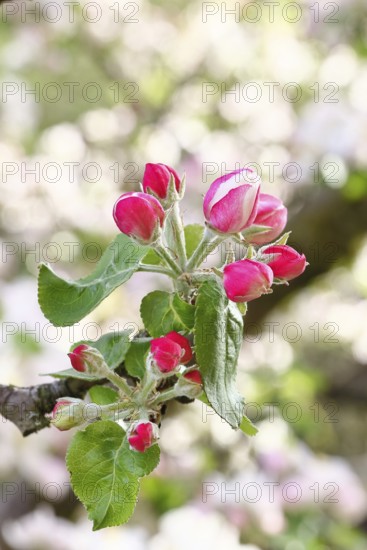 Apple blossoms (Malus), red still closed blossoms, bokeh in the background, close-up, Wilnsdorf, North Rhine. Westphalia, Germany